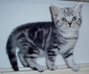 Британские котята мраморного окраса,  из питомника Muar*RU (FIFe).